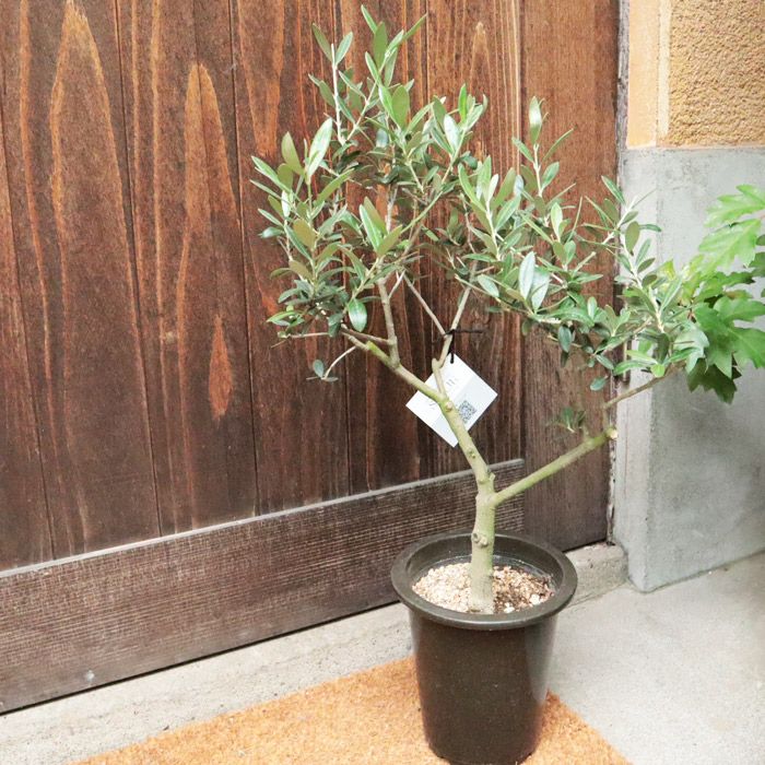 観葉 SOUJU オリーブ 5号鉢 品種おまかせ 創樹 オリーブの木 FKTK