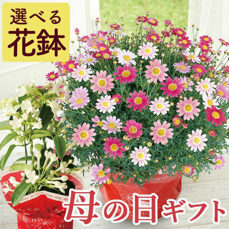 母の日 ギフト 選べる花鉢 マーガレット マダガスカルジャスミン