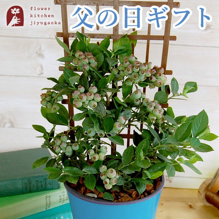 ブルーベリー鉢植え