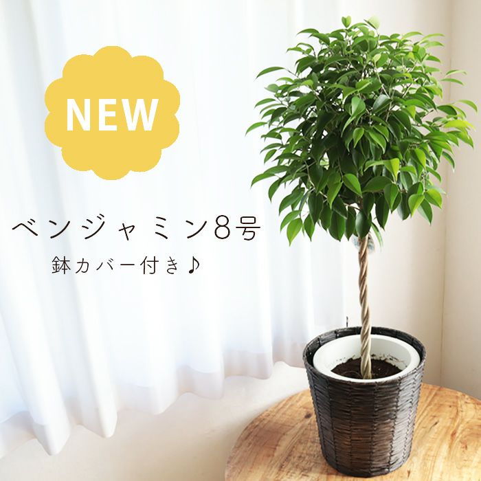 観葉植物 ベンジャミン8号鉢 茶カゴ