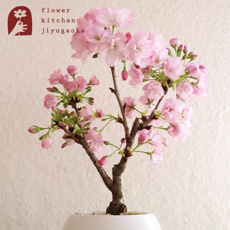 旭山桜 N 一才桜 3.5寸鉢 タグつき 鉢花 苗木 盆栽 約25〜30cm 