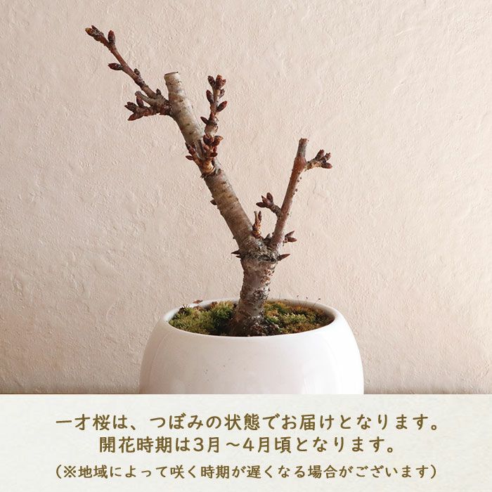 旭山桜 P 一才桜 3.5寸鉢 タグつき 鉢花 苗木 盆栽 約25〜30cm 