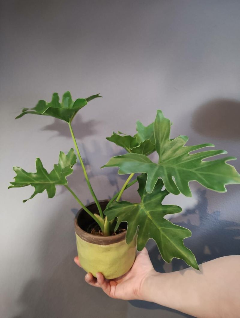 セローム＋FARM　観葉植物