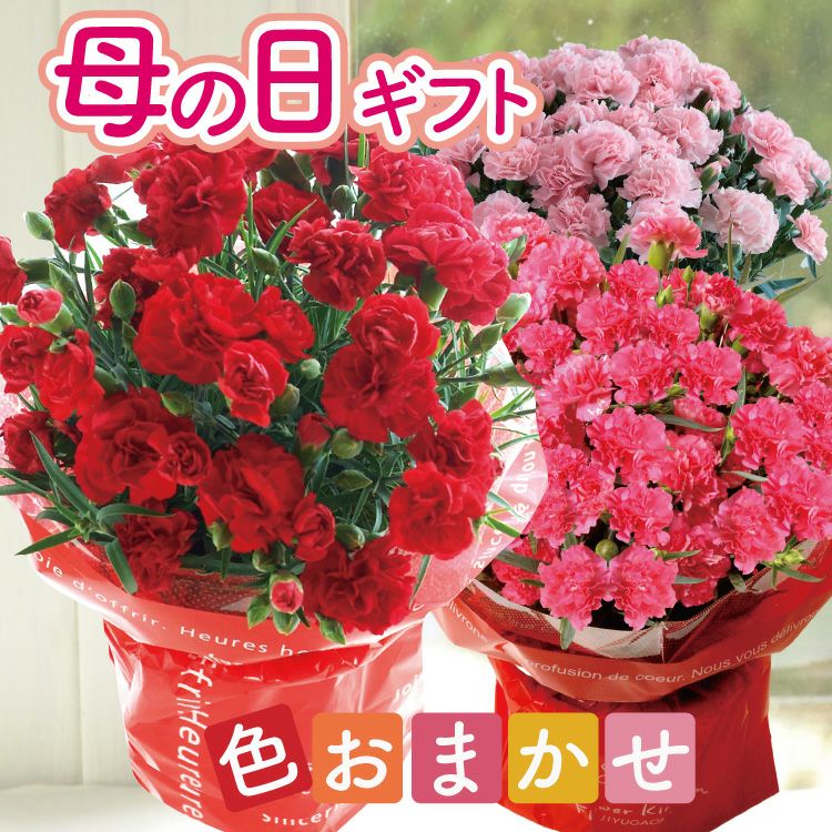 遅れてごめんね 母の日 おまかせカーネーション　色・品種おまかせでお得な価格