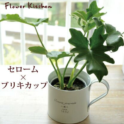 セローム 3.5号×ブリキカップ 観葉植物