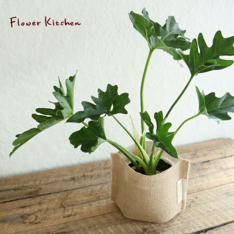 フィロデンドロン セローム 3.5号 麻袋つき 観葉植物
