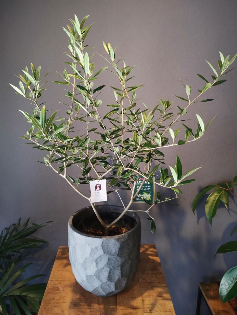 オリーブ６号　ブラック鉢カバー　観葉植物