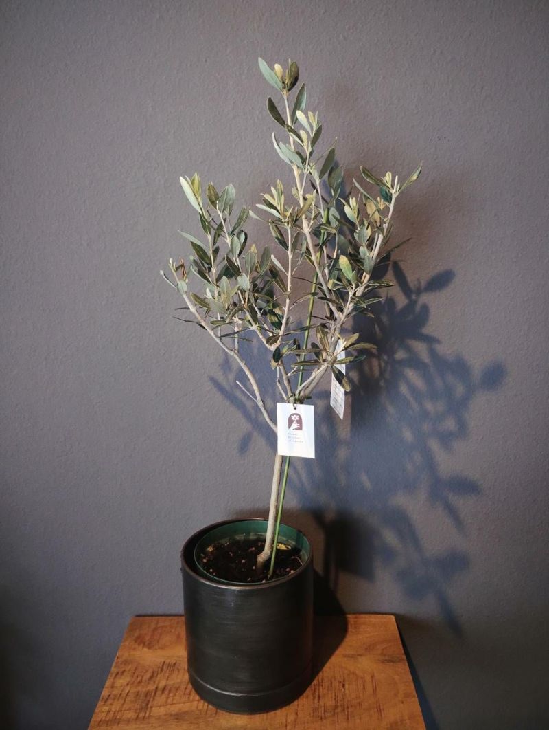 オリーブ＋メタルポット　観葉植物
