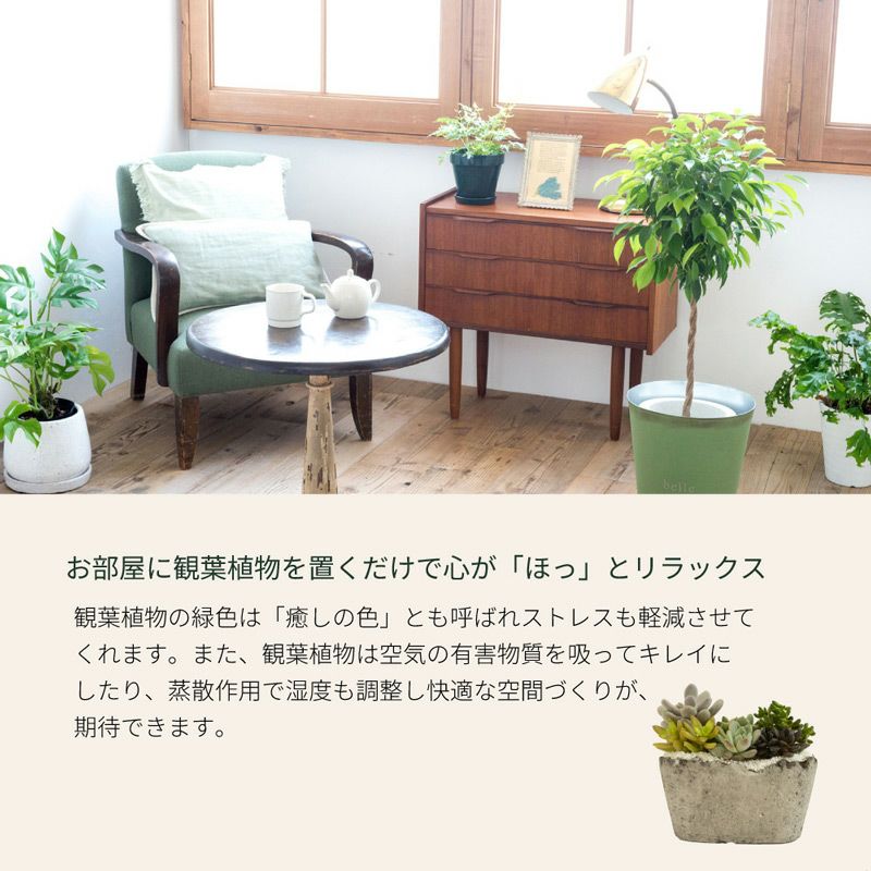 観葉植物　部屋 効果