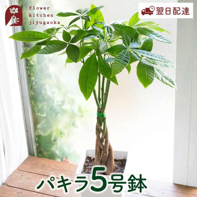 観葉植物 パキラ5号鉢