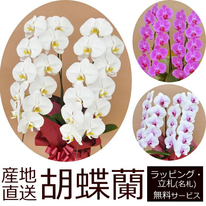 000000003667-01-m.jpg?t=