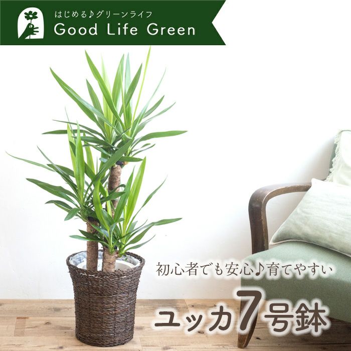 観葉植物 ユッカ7号鉢 おまかせカゴ