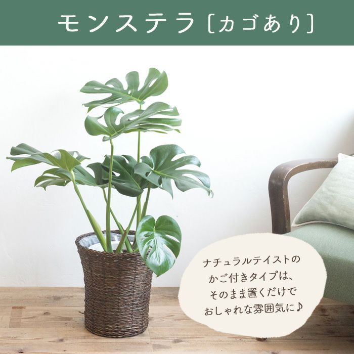 観葉植物 モンステラ7号鉢 おまかせカゴ FKTK | Flower Kitchen JIYUGAOKA