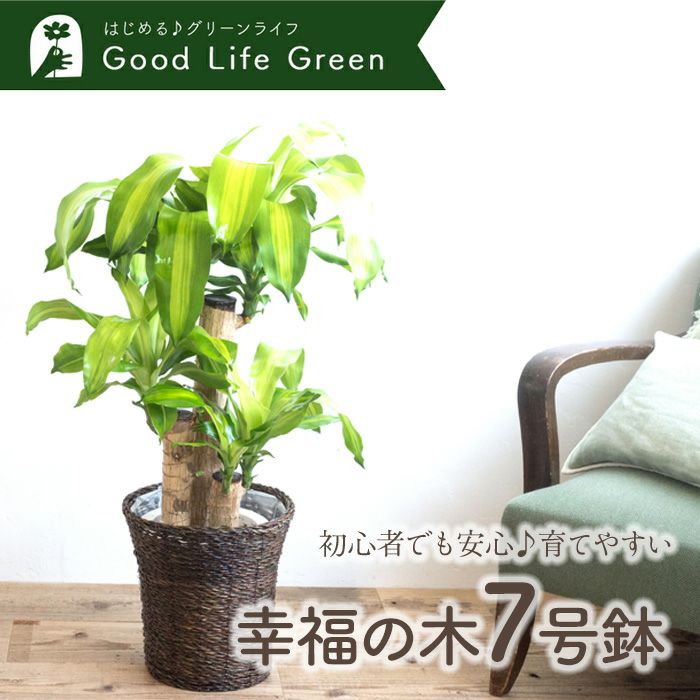 観葉植物 幸福の木7号鉢 おまかせカゴ