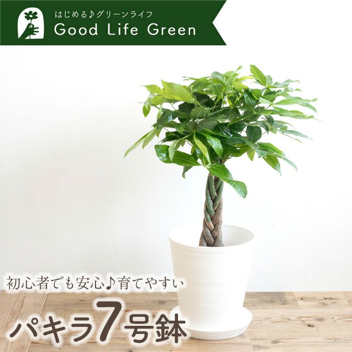 観葉植物 パキラ7号鉢 白鉢 