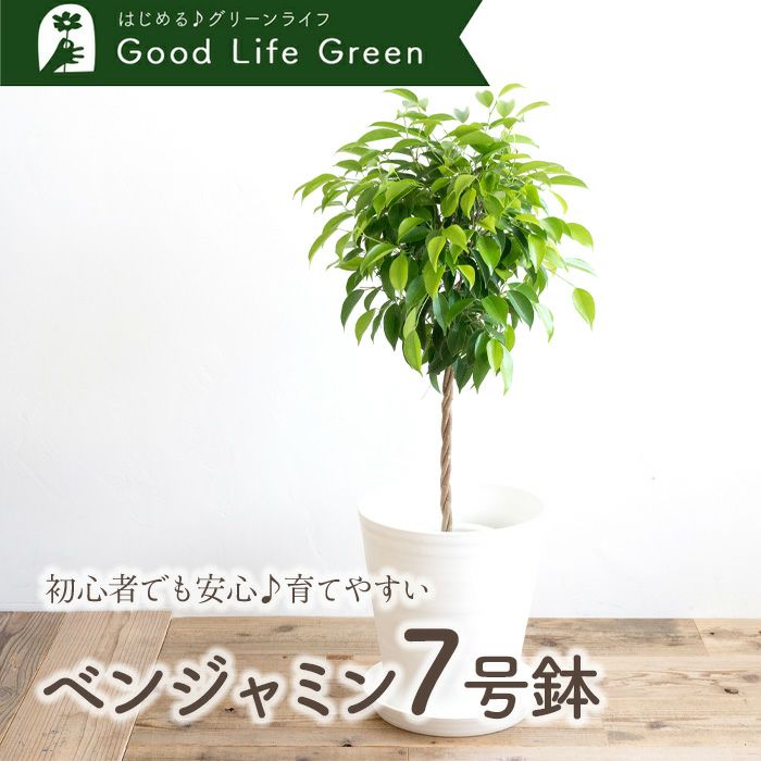 観葉植物 ベンジャミン7号鉢 白鉢