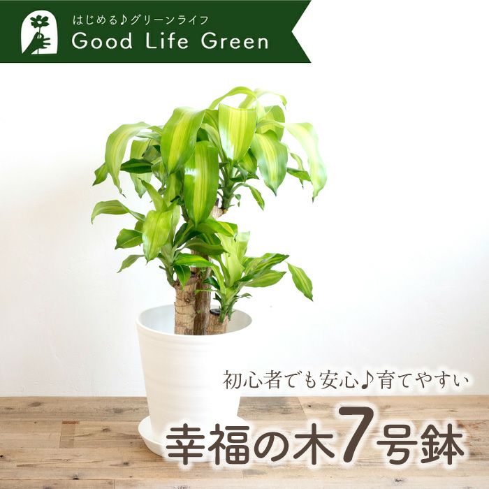 観葉植物 幸福の木7号鉢 白鉢