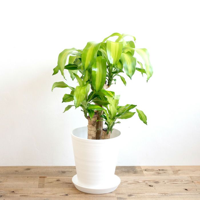 幸福の木（ドラセナ・マッサンゲアナ）の育て方と楽しみ方｜水やり