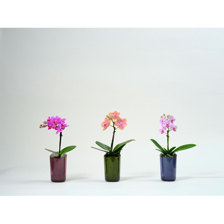 ミニ胡蝶蘭 ranto Sサイズ 椎名洋ラン 【D0001】 | Flower Kitchen
