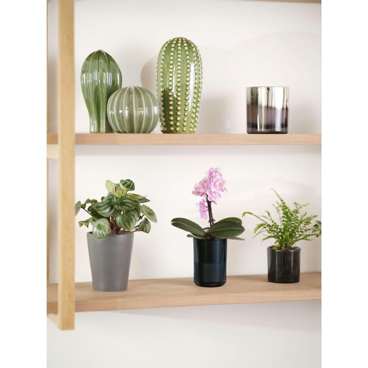 ranto です フラワーマーケット花由 産地直送 椎名洋ラン園さんの 土がいらない