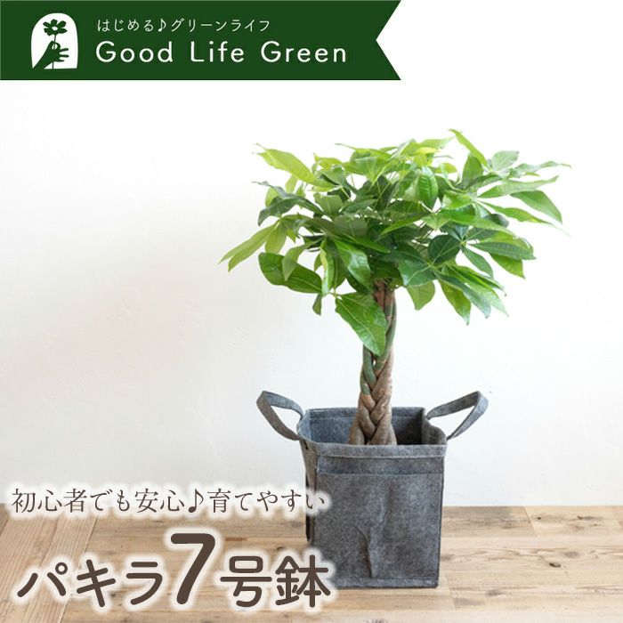 観葉植物 パキラ7号鉢 リポット(グレー) 