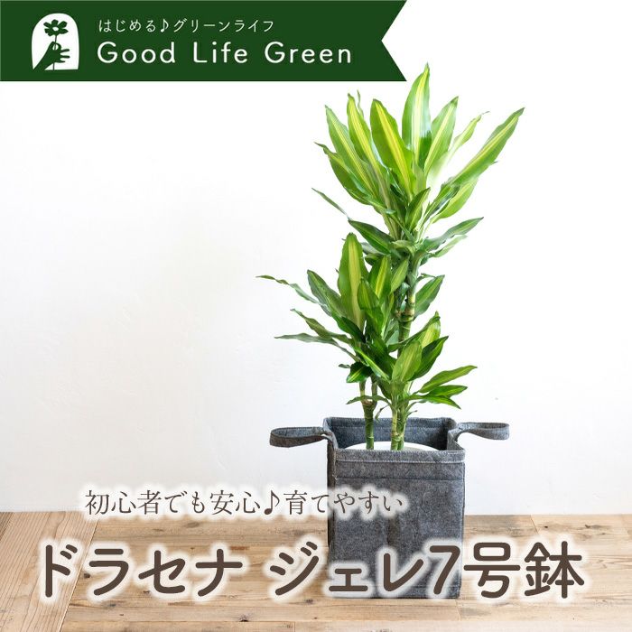 観葉植物 ドラセナジェレ7号鉢 リポット(グレー)