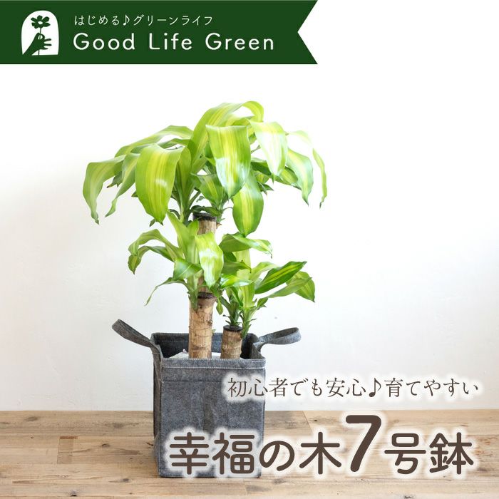 観葉植物 幸福の木7号鉢 リポット(グレー)