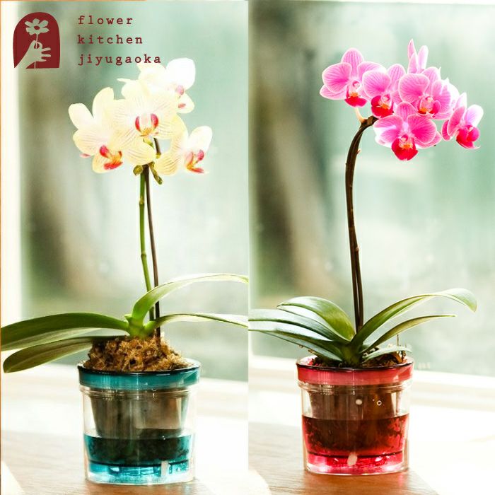 マイクロ胡蝶蘭 アクアポット 1本立ち 2.5号