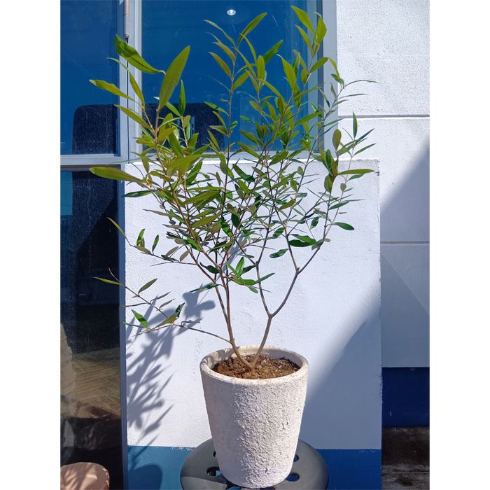 オリーブの木 オリーブ（ひなかぜ）+フロスティングポット