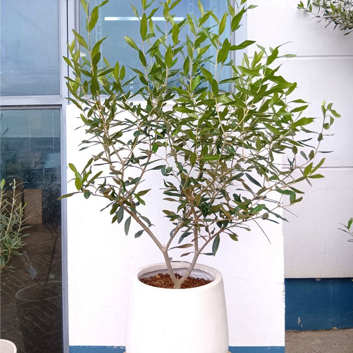 オリーブ　ひなかぜ