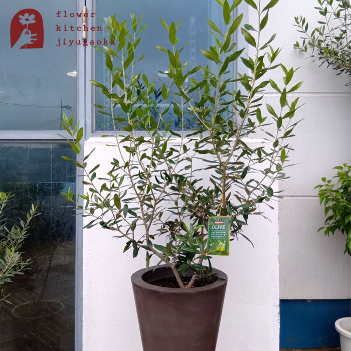 オリーブの木 1点ものオリーブ 【H】ひなかぜ+テラメントラウンド